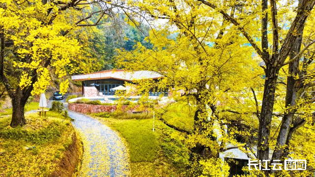 评分秋色：随州为啥被称为“杏”运城市？