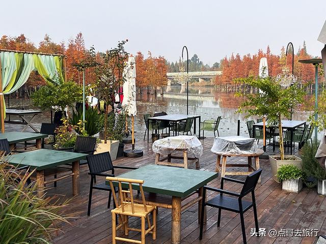 成都最美水杉红了，染红了湖面，不要门票，地铁公交直达！