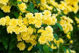 常州，太 浪 漫 了🥰图片