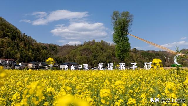 “嘉陵江第一湾”的春天：来宁强燕子砭，看千亩油菜花海
