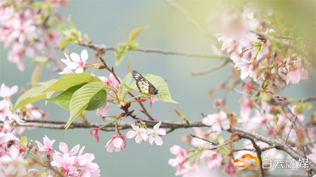 樱花都谢了？不，白云山摩星岭的广州樱才刚进入高光时刻