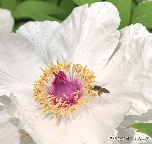 青岛城阳这处“国色天香”藏不住了！火爆了！