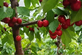 夏日采摘季 太原这些“绿色”水果向您招手图片