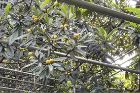 增产近20%，苏州白玉枇杷本周末“上桌”！图片