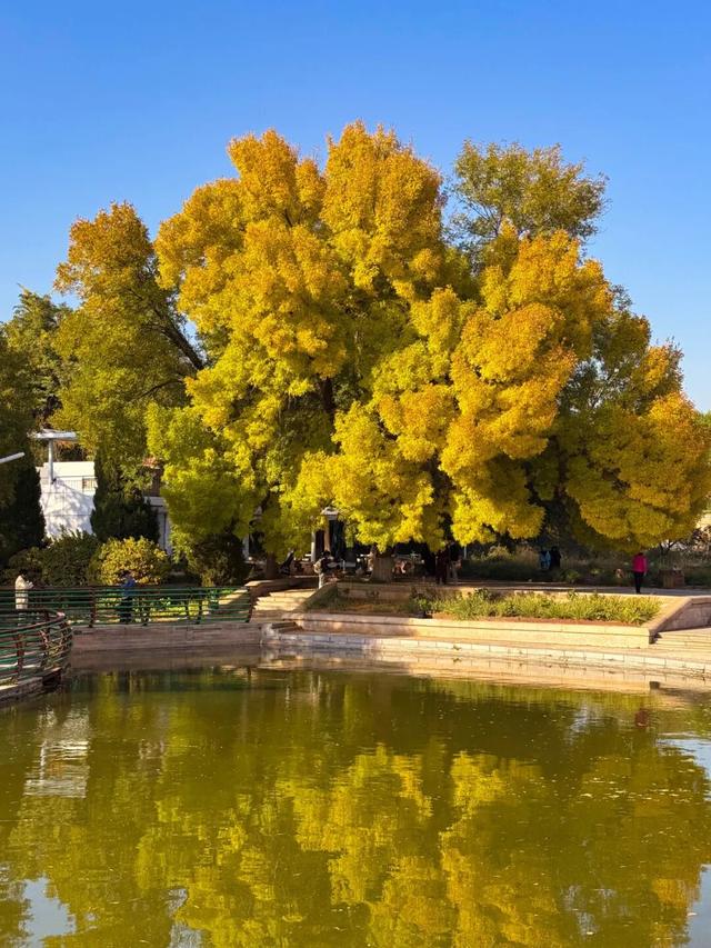 秋韵满园！石家庄市植物园赏秋攻略，请查收→