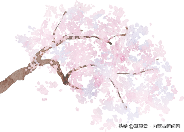 呼和浩特赏花攻略：最佳地点+公交出行指南