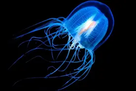 世界最长寿的5种生物排名 ：第一名简直是长生不老，不死的存在!图片