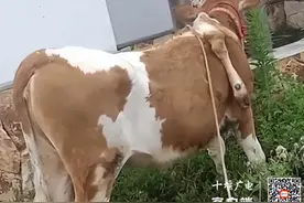 奇闻趣事！十堰惊现一头“六腿牛”图片