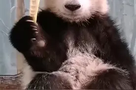 丁丁在大俄花式炫娃（喀秋莎），可爱吧，我生的！图片