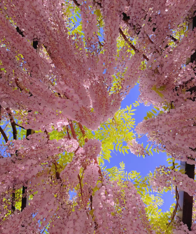 北京一处“最壮观”的紫藤花公园，犹如仙境一样美，震撼至极！