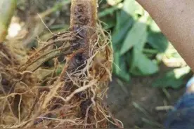 根腐病不用愁，𫫇霉灵治根腐病的实用秘籍，90%的人都用错了图片