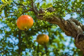 “门前有佳树，贵人来相助”，种上3种树，富贵又吉祥图片