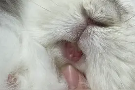 养兔小知识（1）牙齿指南图片