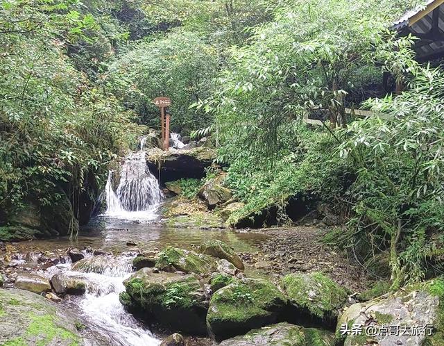 四川又一高山杜鹃惊艳了，刚好进盛花期，云海中的花园，非常唯美