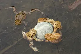 一男子钓鱼意外发现，4只蛤蟆抱一个球，“蟾蜍抱物”有何兆头？图片