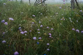 与生肖蛇相克的4大生肖！性格相冲，婚配更是不适宜，劝你看一眼图片