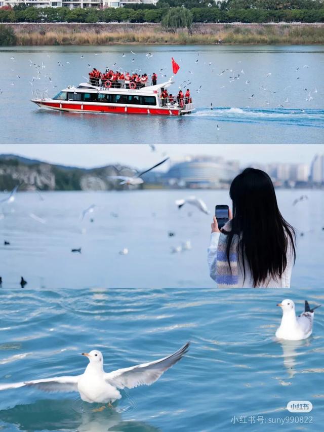 周末就冲！成都出发40min直达浪漫小城，喂海鸥逛古寺！