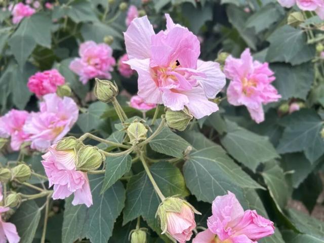 成都6个秋日能待一整天的免费公园推荐！