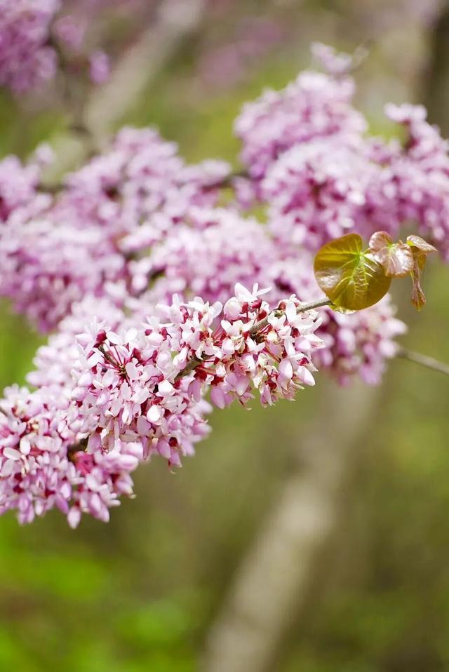 广元不远 周末优选｜不如见一面，顺便玩一圈！清明假期带你玩转唐家河