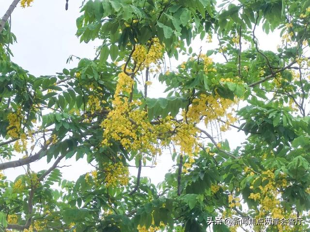 美到犯规！厦门莲花这条路成“黄金雨”仙境，绵延数公里！