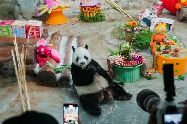 海南热带野生动植物园庆生熊猫兄弟暨国际熊猫粉丝节启幕