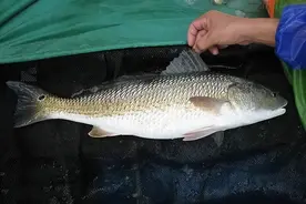 它一年可长6斤，在我国沿海“泛滥成灾”，钓不光捕不尽图片