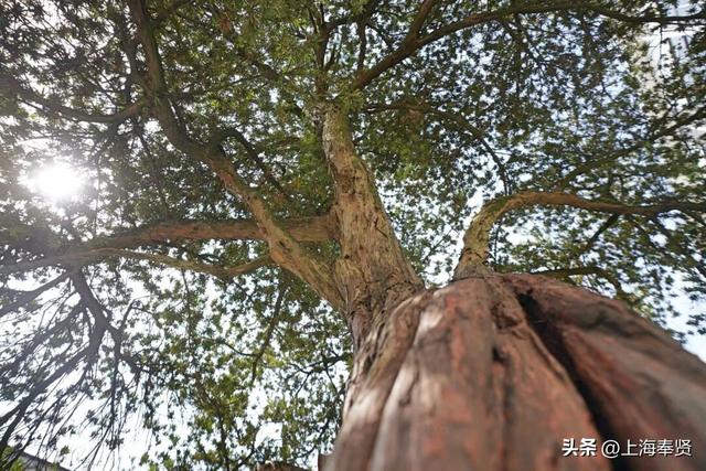 山河入秋，奉城尽染！