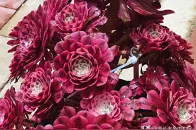 6月买到休眠的多肉法师？用2种办法处理，可保它们顺利活到秋天！图片