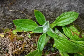 车前草不是人人能碰，这些人慎之又慎图片