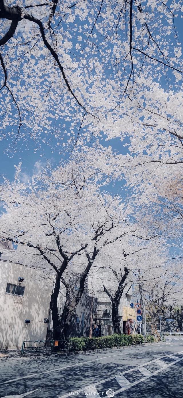 大自然壁纸