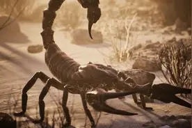 被称为五毒之首的蝎子，为何体内毒素竟然比黄金还贵？图片