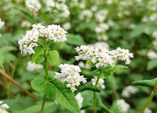 从千年禅钟到荞麦“雪”海，跟着韶关这条治愈秋季美景线路游，超出片！