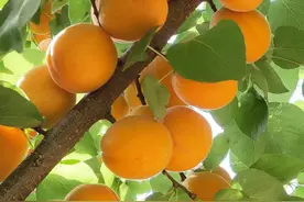 水果百科：杏子果图片