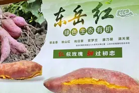 河南息县：小小红薯“红出圈”“豫道”品牌拉长乡村振兴产业链图片