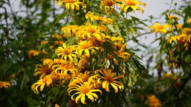 累了！就到这条路上走走，它也许是你逃离喧嚣的“心灵驿站”