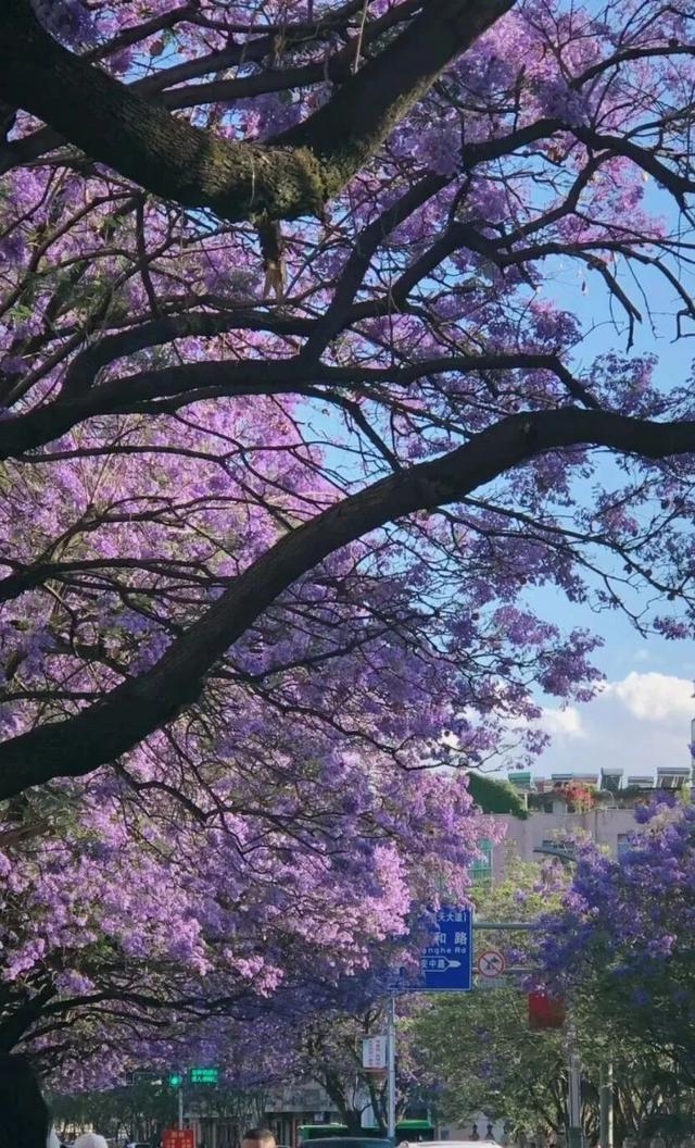 比大理浪漫！比昆明更近！高铁直达阳光小城，2万株蓝花楹美疯！观海登山，美食吃到爽！