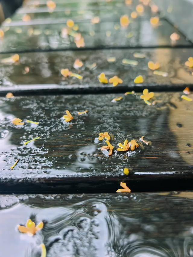 更年期小阿姨的胡同漫游