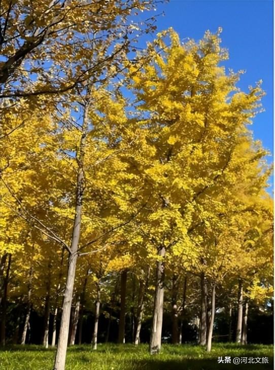 别错过！石家庄市城区赏秋最全指南，来啦→