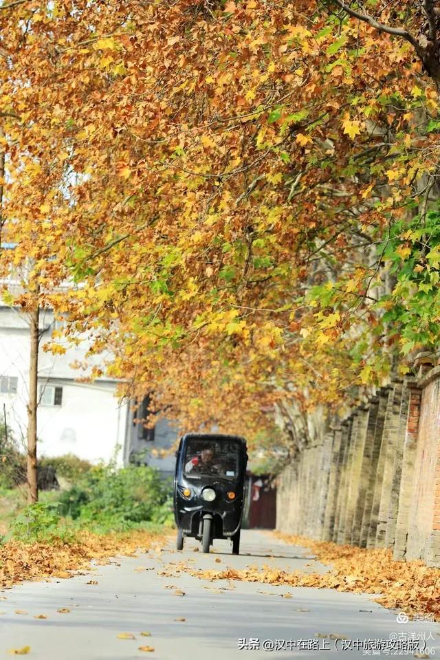 汉中老厂区的梧桐大道，太火了！