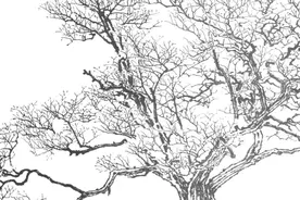 少女香闺失贞记图片