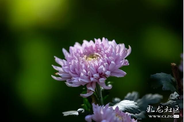 大观公园金秋菊花展掠影（B）