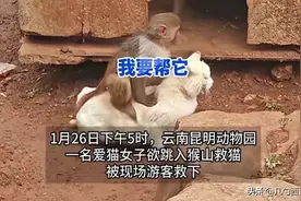 “昆明猴猫事件”后续：专家发声，虐猫并非猴本意，评论区炸锅图片