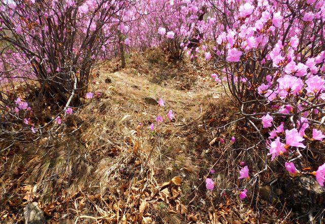 闻名省内外的“本溪地区最大的野生映山红花海”即将迎来观赏季