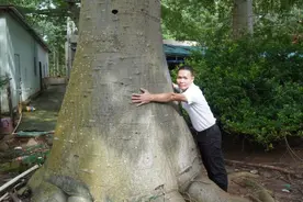 男子种千亩猴面包树18年后，有两棵达到结果要求图片