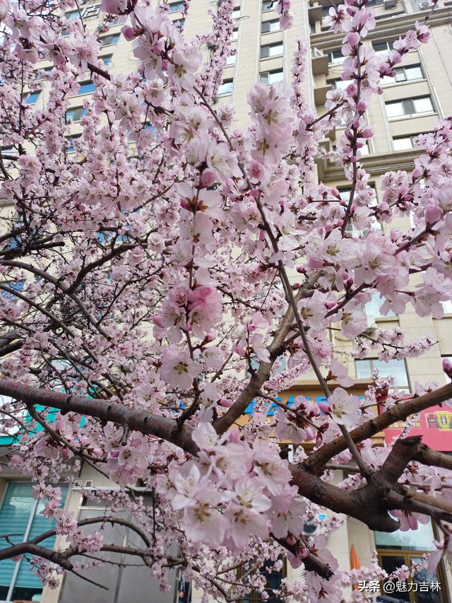 春雨润新园，繁花赴春约 ，在繁花满枝的春日里，遇见最好的自己
