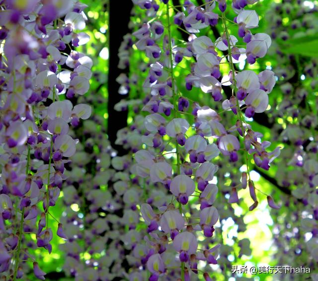 玉渊潭公园紫藤花开，诗意满满，演绎“一帘幽梦”的极致浪漫