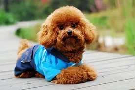 纯种的“泰迪”，才有这4大特征，很多人养的都是串的图片