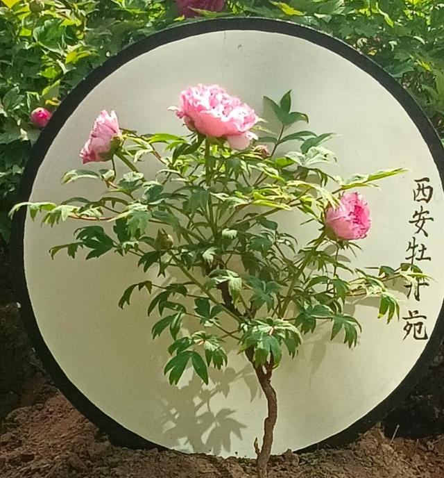 西安牡丹苑游记