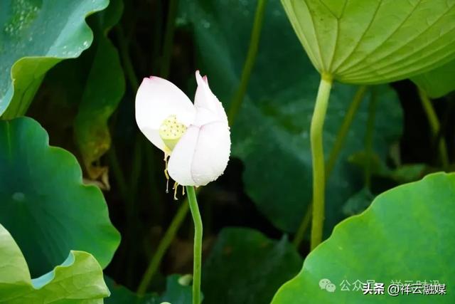 祥云:以湖为媒,邀您共赴一场浪漫之约