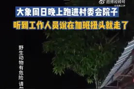 云南勐腊一大象晚上跑进村委会院子，工作人员用加班劝走图片